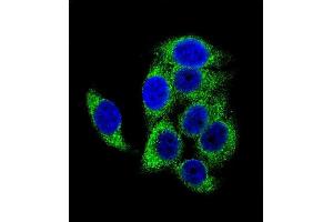 Confocal immunofluorescent analysis of Phospho-TSC2- Antibody (ABIN1881949 and ABIN2839674) with hela cell followed by Alexa Fluor 488-conjugated goat anti-rabbit lgG (green). (Tuberin antibody  (pSer1387))