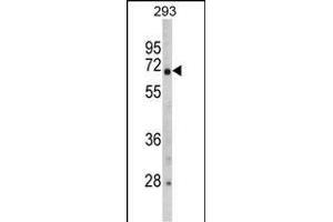 Western blot analysis of GNT Antibody (C-term) (ABIN390896 and ABIN2841103) in 293 cell line lysates (35 μg/lane).