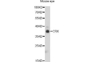 Western blot analysis of extracts of mouse eye, using CRX antibody (ABIN5973349) at 1/1000 dilution. (CRX antibody)