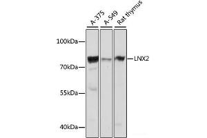 Western blot analysis of extracts of various cell lines using LNX2 Polyclonal Antibody at dilution of 1:1000. (LNX2 antibody)