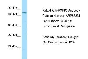 Western Blotting (WB) image for anti-Relaxin/insulin-Like Family Peptide Receptor 2 (RXFP2) (C-Term) antibody (ABIN971646) (RXFP2 antibody  (C-Term))
