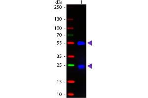 Western blot of Fluorescein conjugated Donkey Fab Anti-Goat IgG secondary antibody. (Donkey anti-Goat IgG (Heavy & Light Chain) Antibody (FITC) - Preadsorbed)
