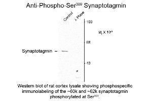 Western blot of Anti-Synaptotagmin pS309 (Rabbit) Antibody - 612-401-E39 Western Blot of Rabbit anti-Synaptotagmin pS309 antibody. (Synaptotagmin antibody  (pSer309))