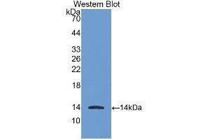 Western Blotting (WB) image for anti-Chemokine (C-X-C Motif) Ligand 11 (CXCL11) antibody (Biotin) (ABIN1175478) (CXCL11 antibody  (Biotin))