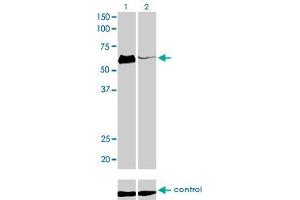 Western blot analysis of HCLS1 over-expressed 293 cell line, cotransfected with HCLS1 Validated Chimera RNAi (Lane 2) or non-transfected control (Lane 1).