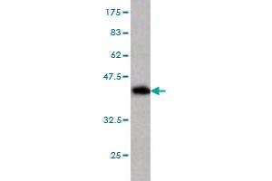 Western Blot detection against Immunogen (37. (TCEB2 antibody  (AA 9-118))