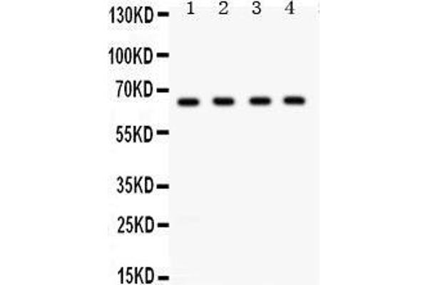 FE65 antibody  (N-Term)