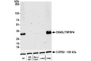 anti-Tumor Necrosis Factor (Ligand) Superfamily, Member 4 (TNFSF4) (AA 1-50) antibody