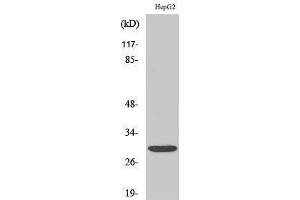 Western Blotting (WB) image for anti-Myogenic Factor 6 (MYF6) (Internal Region) antibody (ABIN3185724) (MYF6 antibody  (Internal Region))