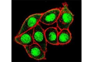 Confocal immunofluorescent analysis of phospho-MUC1 antibody and HeLa cells followed by Alexa Fluor 488-conjugated goat anti-rabbit lgG (green). (MUC1 antibody  (pThr1224))