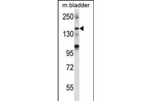 SHANK2 Antibody (Center) (ABIN656710 and ABIN2845940) western blot analysis in mouse bladder tissue lysates (35 μg/lane). (SHANK2 antibody  (AA 879-908))