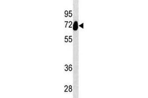 Alkaline Phosphatase antibody western blot analysis in HeLa lysate. (Alkaline Phosphatase antibody  (AA 56-83))