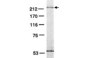 Western blot analysis of POLE3 in HeLa cell lysate with POLE3 monoclonal antibody . (POLE3 antibody)