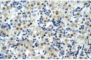Human Liver (NFYC antibody  (C-Term))