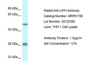 Western Blotting (WB) image for anti-Lipase H (LIPH) (C-Term) antibody (ABIN2788875) (LIPH antibody  (C-Term))