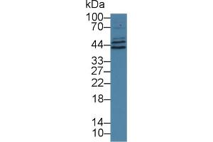 Western blot analysis of Human HeLa cell lysate, using Human HCRP1 Antibody (1 µg/ml) and HRP-conjugated Goat Anti-Rabbit antibody (