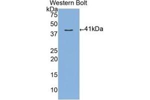 Detection of Recombinant MUC3, Human using Polyclonal Antibody to Mucin 3 (MUC3) (MUC3A antibody  (AA 2176-2280))