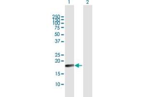 Western Blot analysis of TNFSF18 expression in transfected 293T cell line by TNFSF18 MaxPab polyclonal antibody.