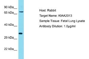 Host: Rabbit Target Name: KIAA2013 Sample Tissue: Human Fetal Lung Antibody Dilution: 1ug/ml (KIAA2013 antibody  (C-Term))