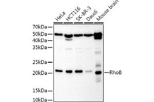 Western blot analysis of extracts of various cell lines, using RhoB Rabbit pAb antibody (ABIN3016775, ABIN3016776, ABIN3016777 and ABIN6219838) at 1:1000 dilution. (RHOB antibody  (C-Term))