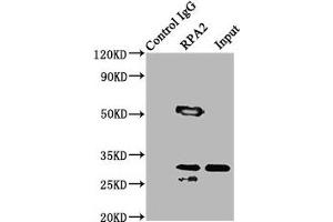Western Blotting (WB) image for anti-Replication Protein A2, 32kDa (RPA2) (AA 1-267) antibody (ABIN7167697)