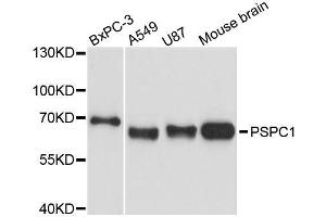 Western blot analysis of extracts of various cell lines, using PSPC1 antibody (ABIN5996698) at 1:3000 dilution. (PSPC1 antibody)