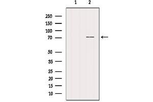 Western blot analysis of extracts from Rat heart, using NRXN3 Antibody. (Neurexin 3 antibody  (N-Term))