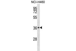 Western blot analysis of SERPINB1 Antibody (Center) Cat. (SERPINB1 antibody  (Middle Region))