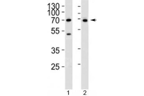 CD46 antibody  (AA 317-343)