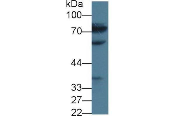 MTHFR antibody  (AA 1-325)