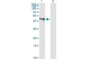 Western Blot analysis of FAIM3 expression in transfected 293T cell line by FAIM3 monoclonal antibody (M01), clone 1E4. (FAIM3 antibody  (AA 124-223))