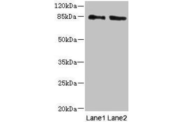 HOOK1 抗体  (AA 301-600)