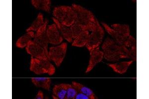 Confocal immunofluorescence analysis of HeLa cells using RPL8 Polyclonal Antibody at dilution of 1:200. (RPL8 antibody)
