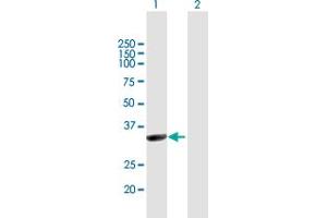 Western Blot analysis of NMNAT1 expression in transfected 293T cell line by NMNAT1 MaxPab polyclonal antibody. (NMNAT1 antibody  (AA 1-279))