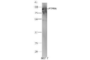 MCF-7 cell lysates probed with Anti-PTPRA Polyclonal Antibody, Unconjugated (ABIN754633) at 1:300 in 4˚C. (PTPRA antibody  (AA 151-250))