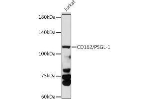 Western blot analysis of extracts of various cell lines, using CD162/PSGL-1 antibody (ABIN3022339, ABIN3022340, ABIN3022341 and ABIN6218751) at 1:1000 dilution. (SELPLG antibody  (AA 40-280))