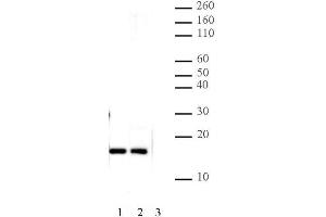 Histone H2A. (H2AFZ antibody  (C-Term))