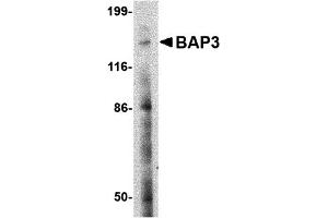 Western Blotting (WB) image for anti-BAI1-Associated Protein 3 (BAIAP3) (N-Term) antibody (ABIN1031260) (BAIAP3 antibody  (N-Term))