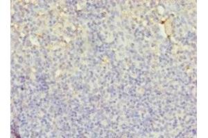 Immunohistochemistry of paraffin-embedded human tonsil tissue using ABIN7158812 at dilution of 1:100 (LYZ antibody  (AA 19-148))