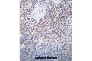 PATL2 Antibody immunohistochemistry analysis in formalin fixed and paraffin embedded human spleen tissue followed by peroxidase conjugation of the secondary antibody and DAB staining. (PATL2 antibody  (AA 168-196))