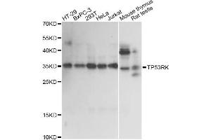 Western blot analysis of extracts of various cell lines, using TP53RK antibody. (TP53RK antibody)