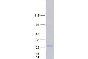 Western Blotting (WB) image for Gametocyte Specific Factor 1 (GTSF1) protein (Myc-DYKDDDDK Tag) (ABIN2721670)