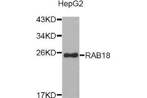 Western blot analysis of extracts of HepG2 cell line, using RAB18 antibody. (RAB18 antibody  (AA 1-206))