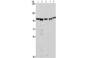 Western Blotting (WB) image for anti-Minichromosome Maintenance Complex Component 6 (MCM6) antibody (ABIN2428397)