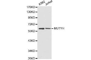 Western blot analysis of extracts of various cell lines, using MUTYH antibody. (MUTYH antibody)