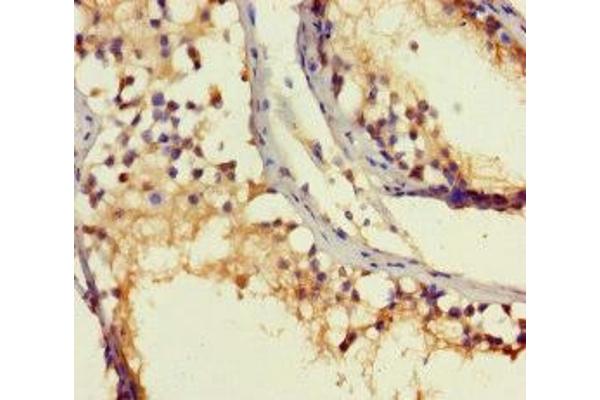ROPN1B antibody  (AA 1-120)