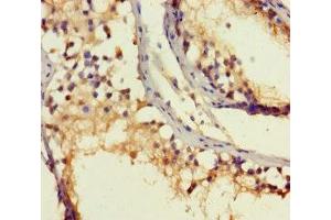 Immunohistochemistry of paraffin-embedded human testis tissue using ABIN7168428 at dilution of 1:100 (ROPN1B antibody  (AA 1-120))