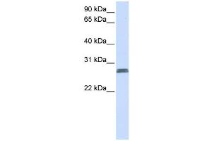 Western Blotting (WB) image for anti-Transmembrane Protein 51 (TMEM51) antibody (ABIN2459103) (TMEM51 antibody)