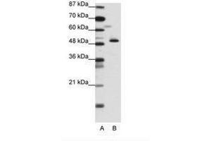 Image no. 1 for anti-Zinc Finger Protein 259 (znf259) (N-Term) antibody (ABIN6736136)