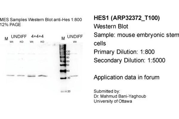 HES1 antibody  (N-Term)